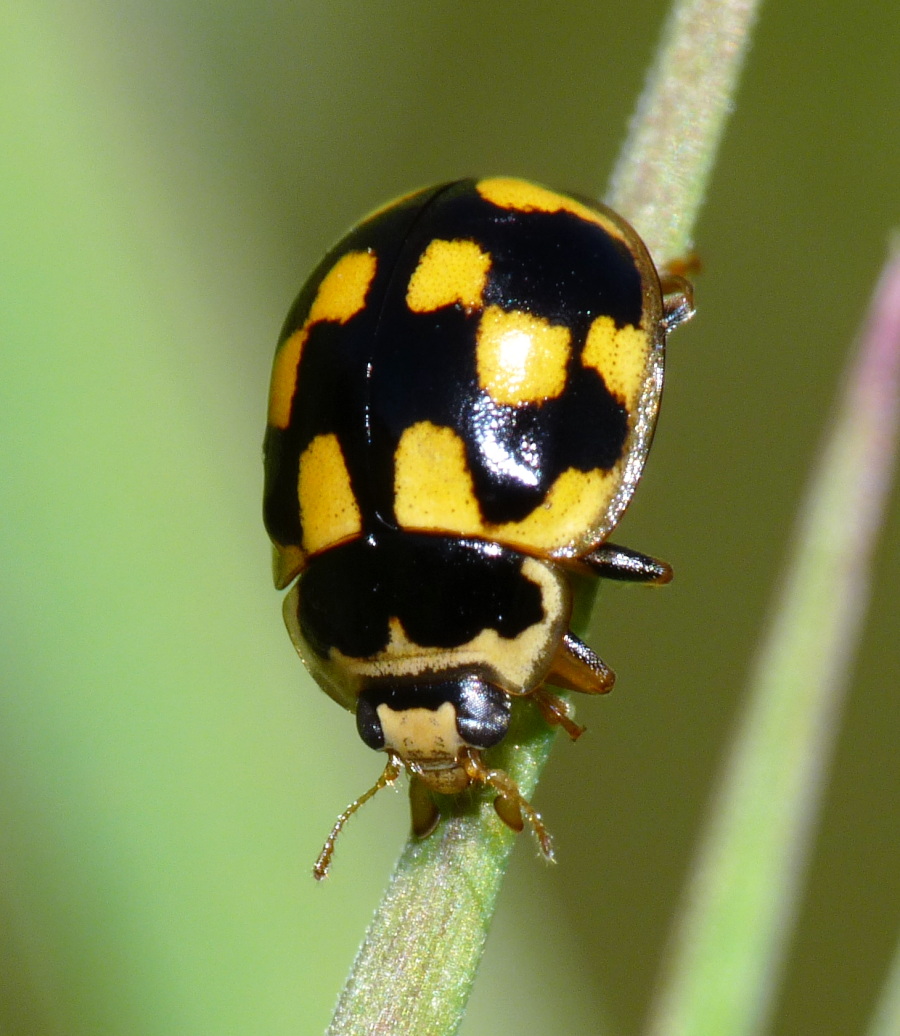 Identificazione: Propylea quatuordecimpunctata